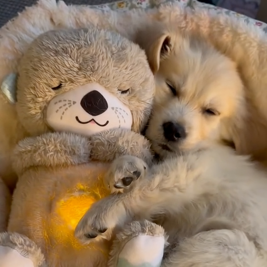 SnugPet™ - Karesinda Trankviliga Pluŝa Urso por Dorlotbestoj (50% RABATO)